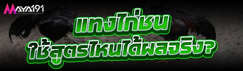 แทงไก่ชน ใช้สูตรไหนได้ผลจริง?