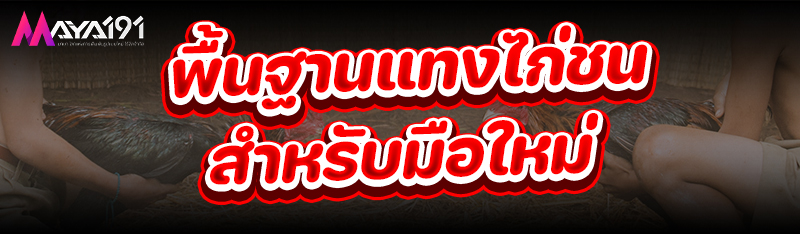 พื้นฐาน แทงไก่ชน สำหรับมือใหม่