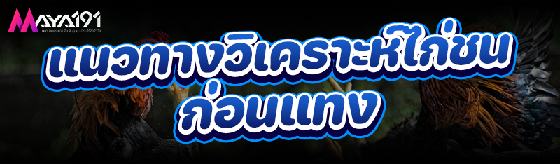 แนวทางวิเคราะห์ ไก่ชน ก่อนแทง